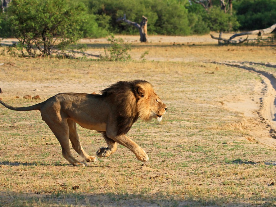 Cecil the Black Maned Lion Killed by Walter Palmer