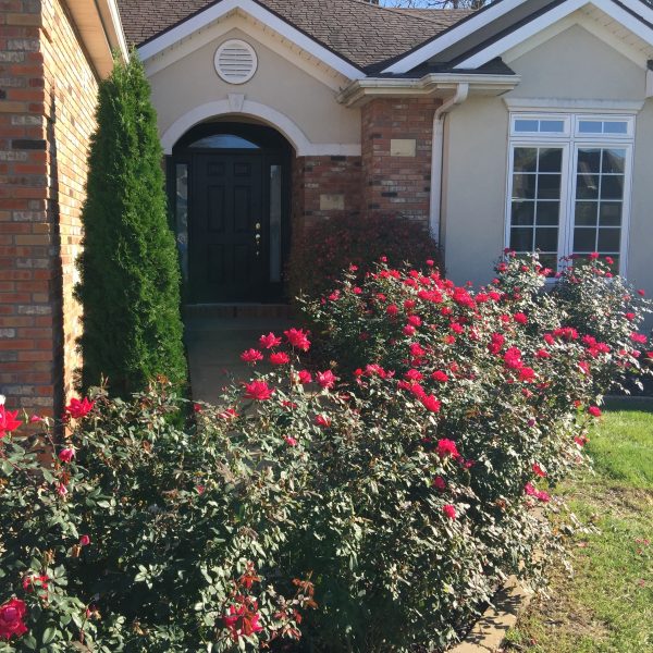 Autumn 2016 Sunlight at Home