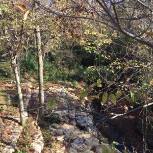 Looking Out Behind the House Autumn 2016