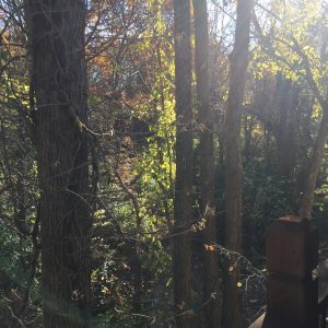 Streaming Sunlight in Woods Behind House Autumn 2016