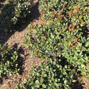 Berries Growing in the Landscaping