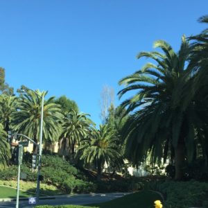 Even During Winter the Landscaping in Orange County is Beautiful