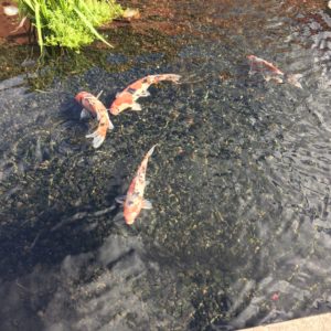 Fish in the Japanese Pond