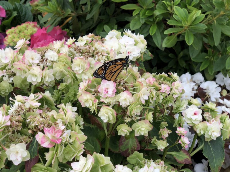 Armstrong's Garden Centers Newport Beach - Monarch Butterfly Closeup