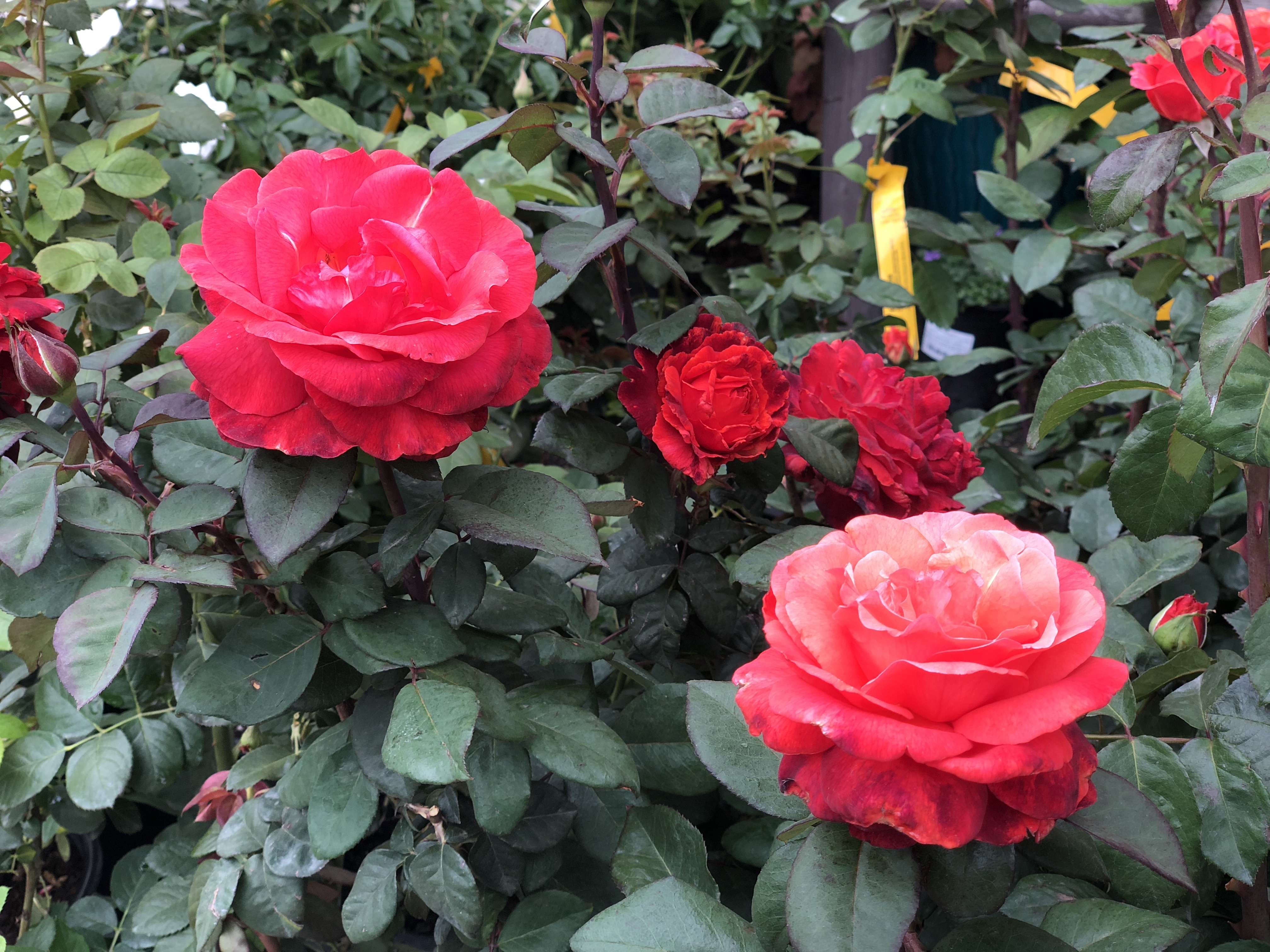 Armstrong's Garden Centers Newport Beach Roses