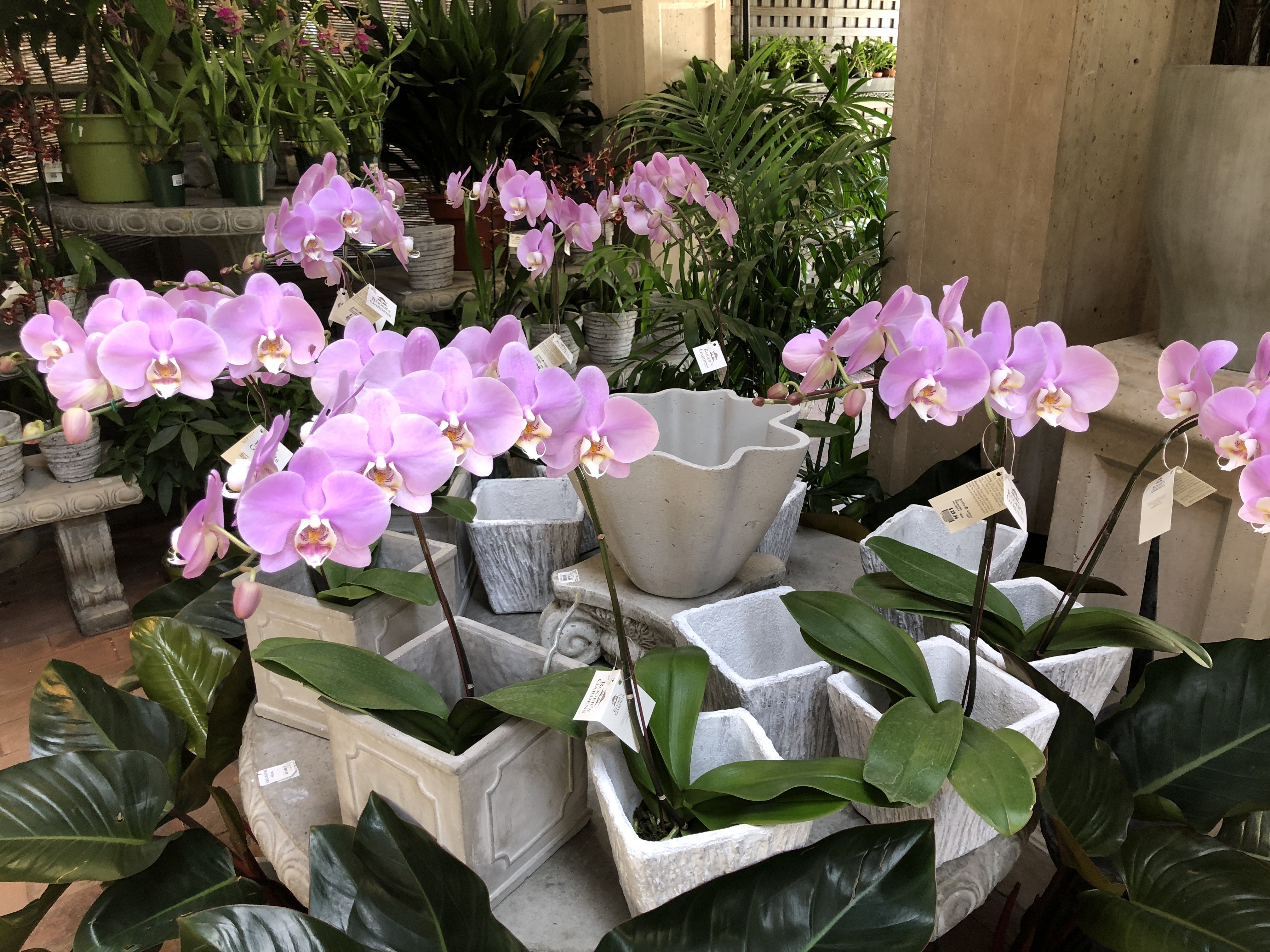 Roger's Gardens Newport Beach - Even More Orchids