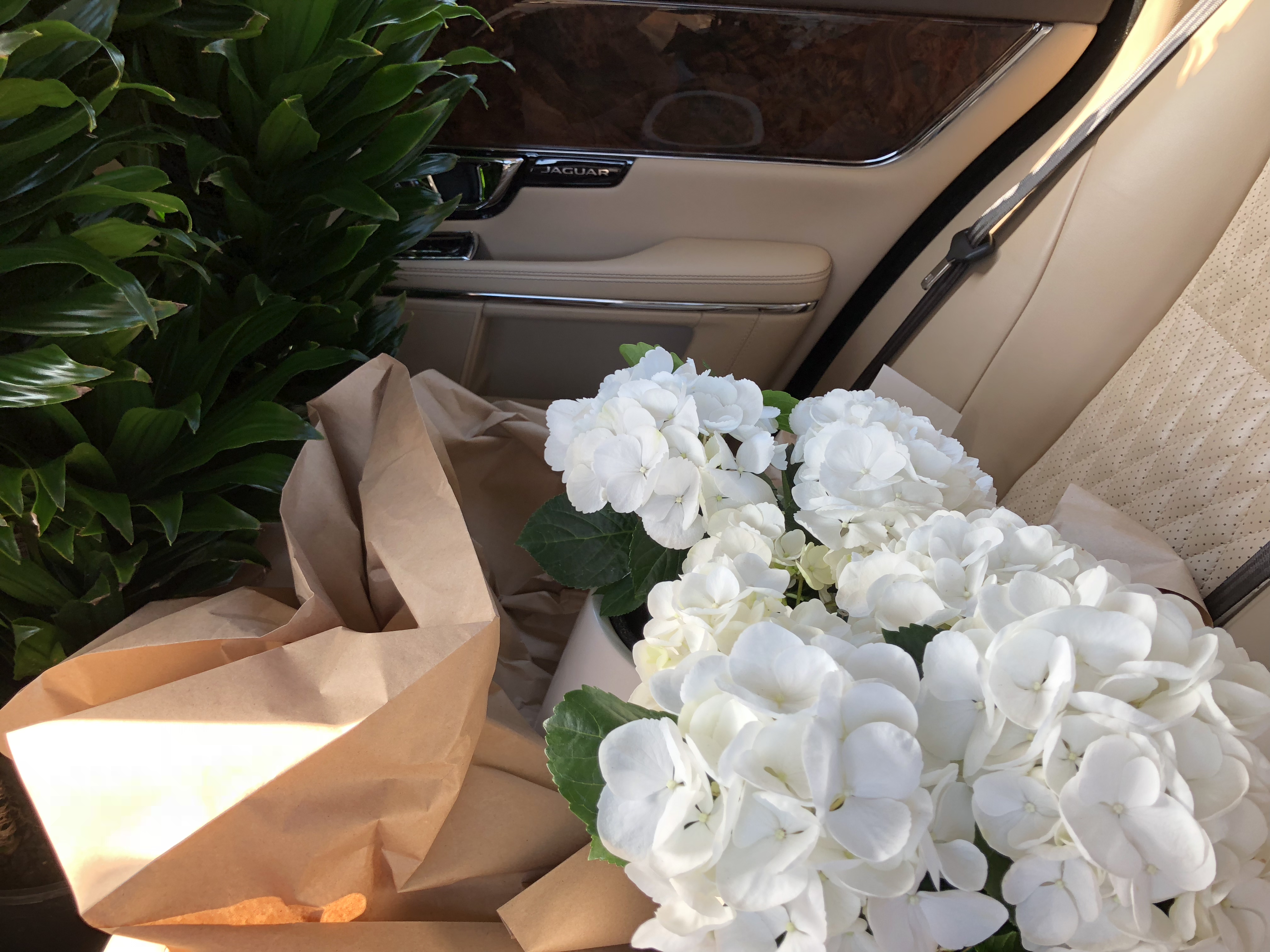 Roger's Gardens Newport Beach - Joshua and Aaron Taking Home Some White Hydrangea for the Patios
