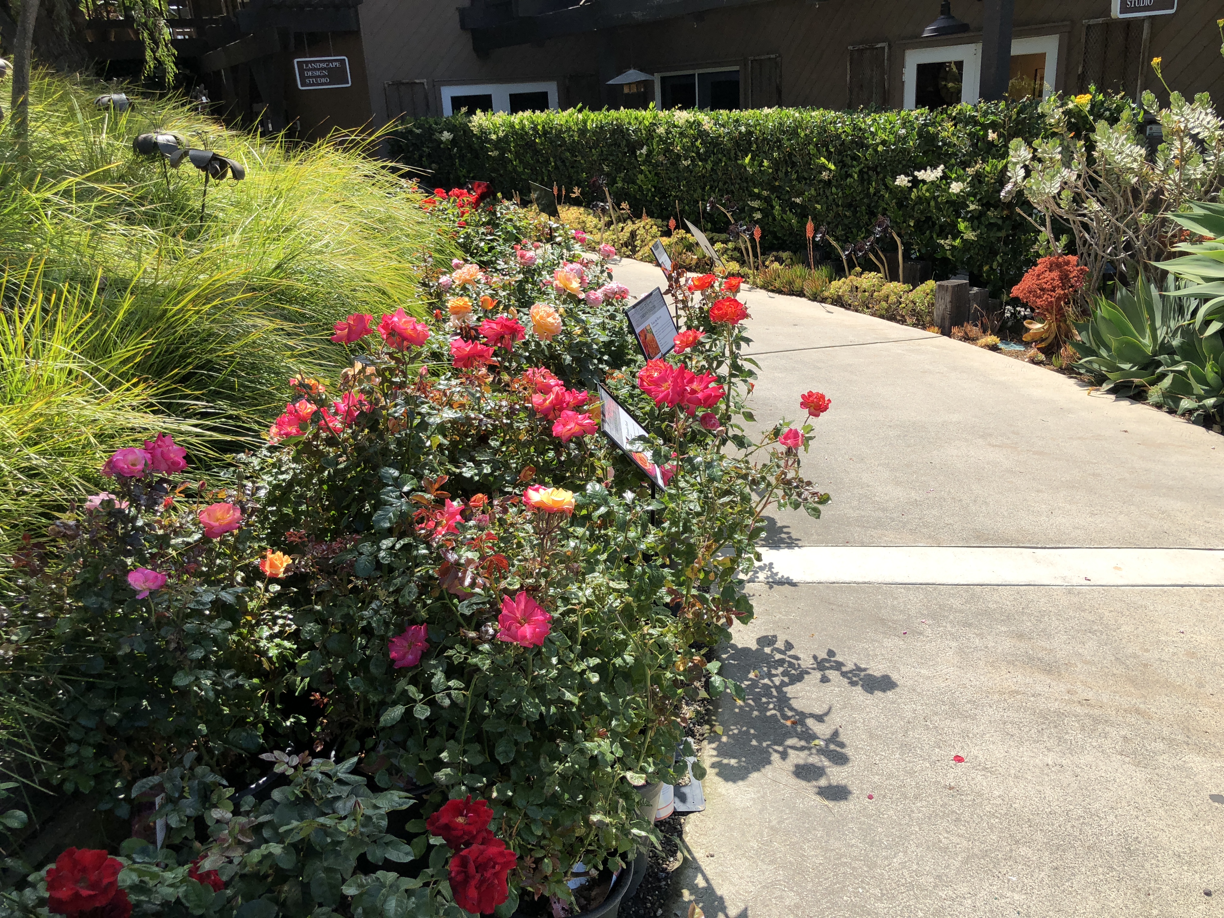 Roger's Gardens Newport Beach - More Roses