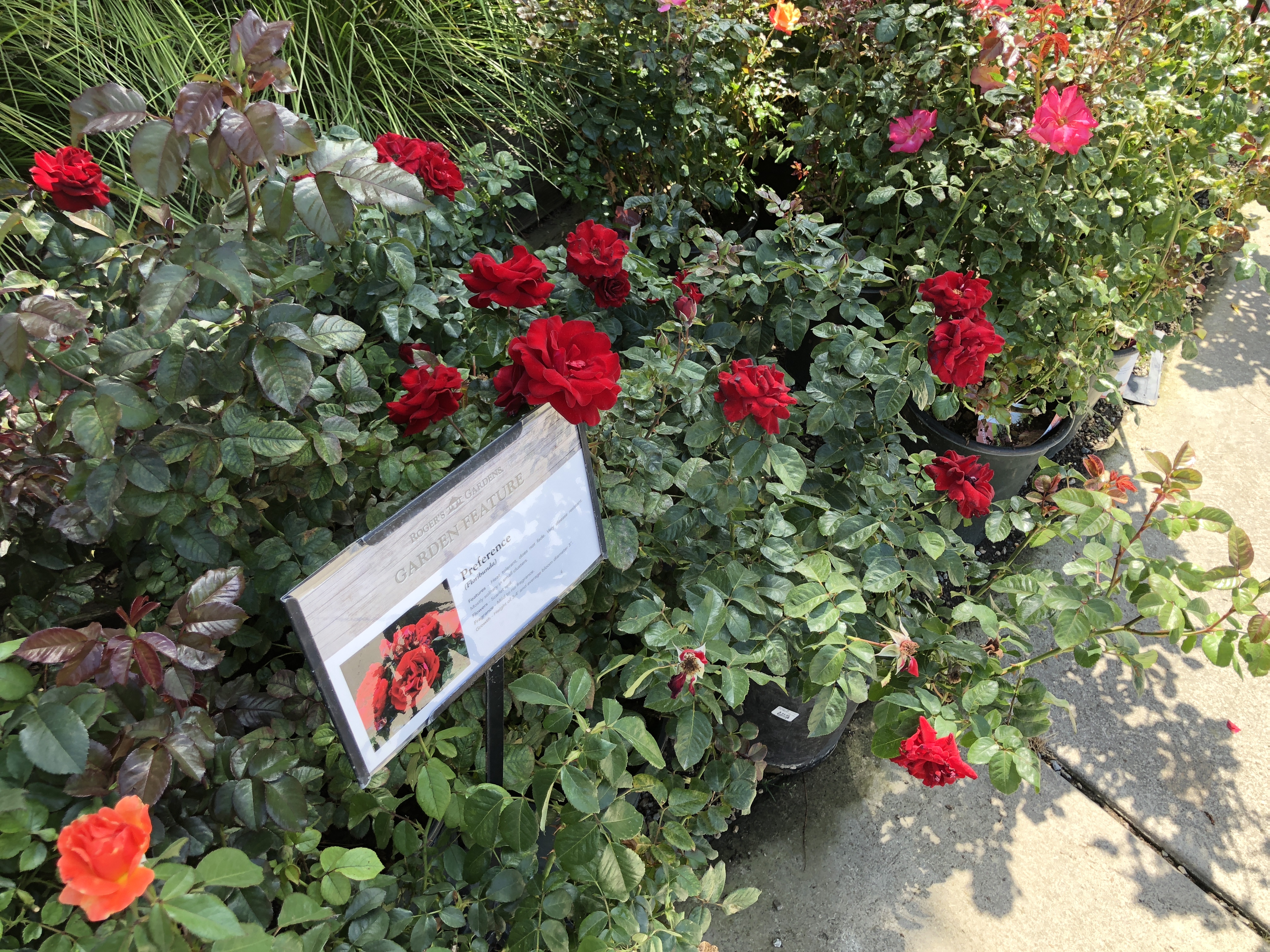 Roger's Gardens Newport Beach - Roses