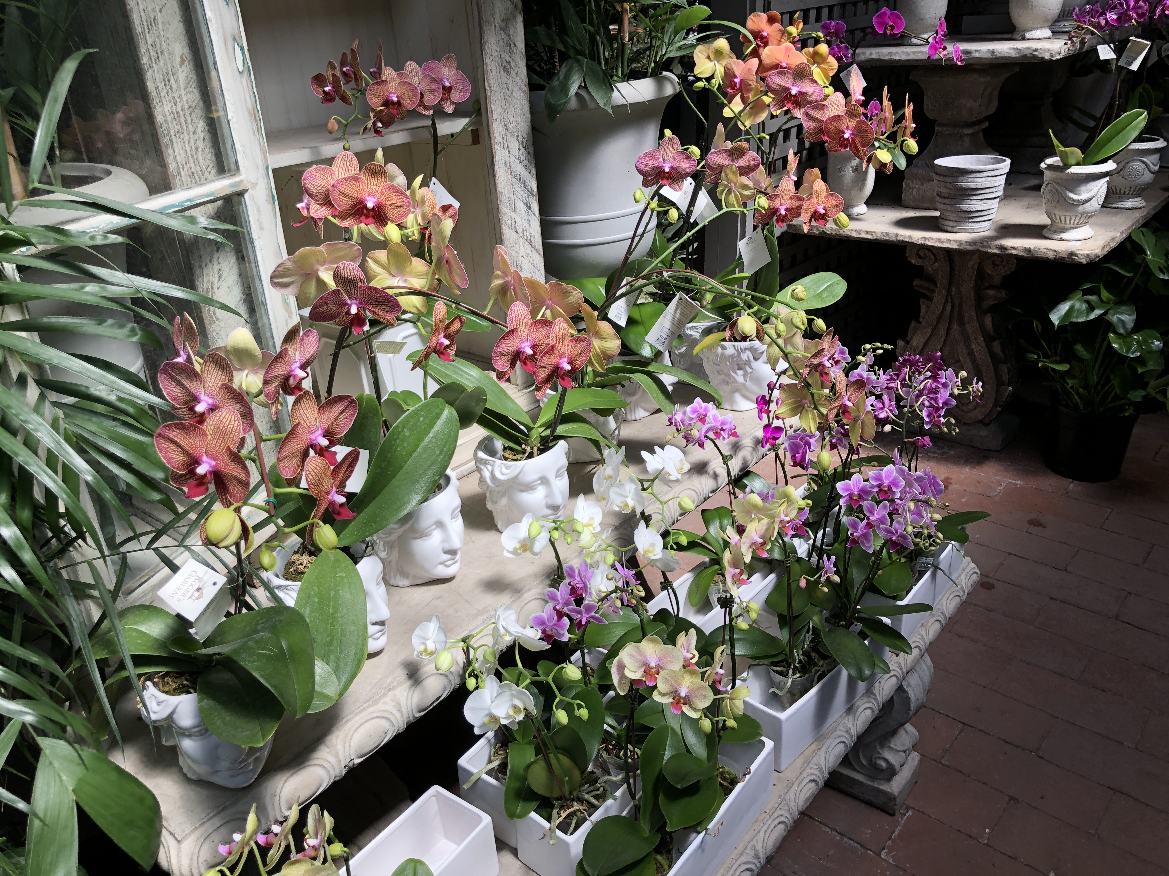Roger's Gardens Newport Beach - Small Sample of Orchid Selection