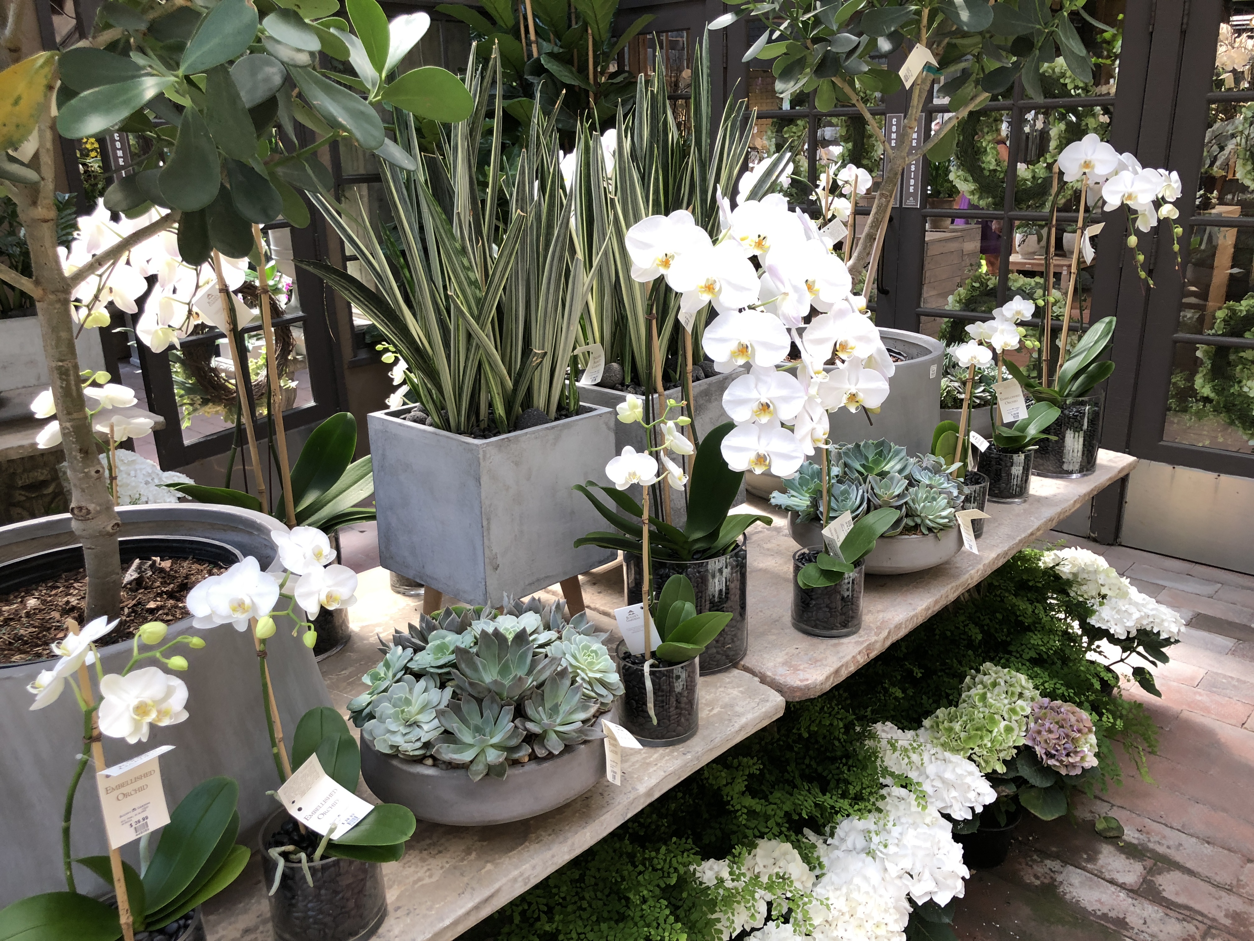 Roger's Gardens Newport Beach - White Orchids