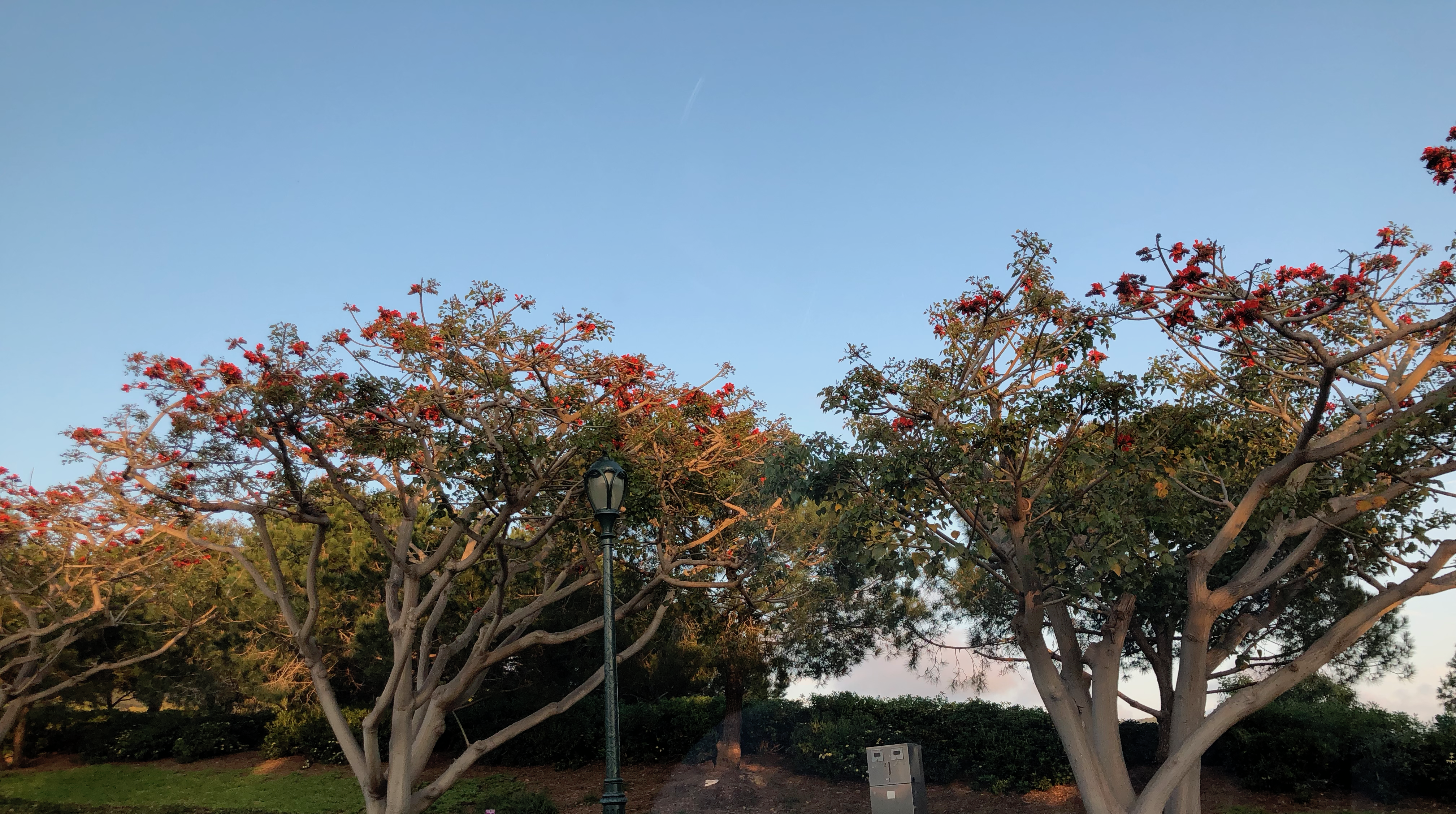 The Trees are Flowering in Newport Beach