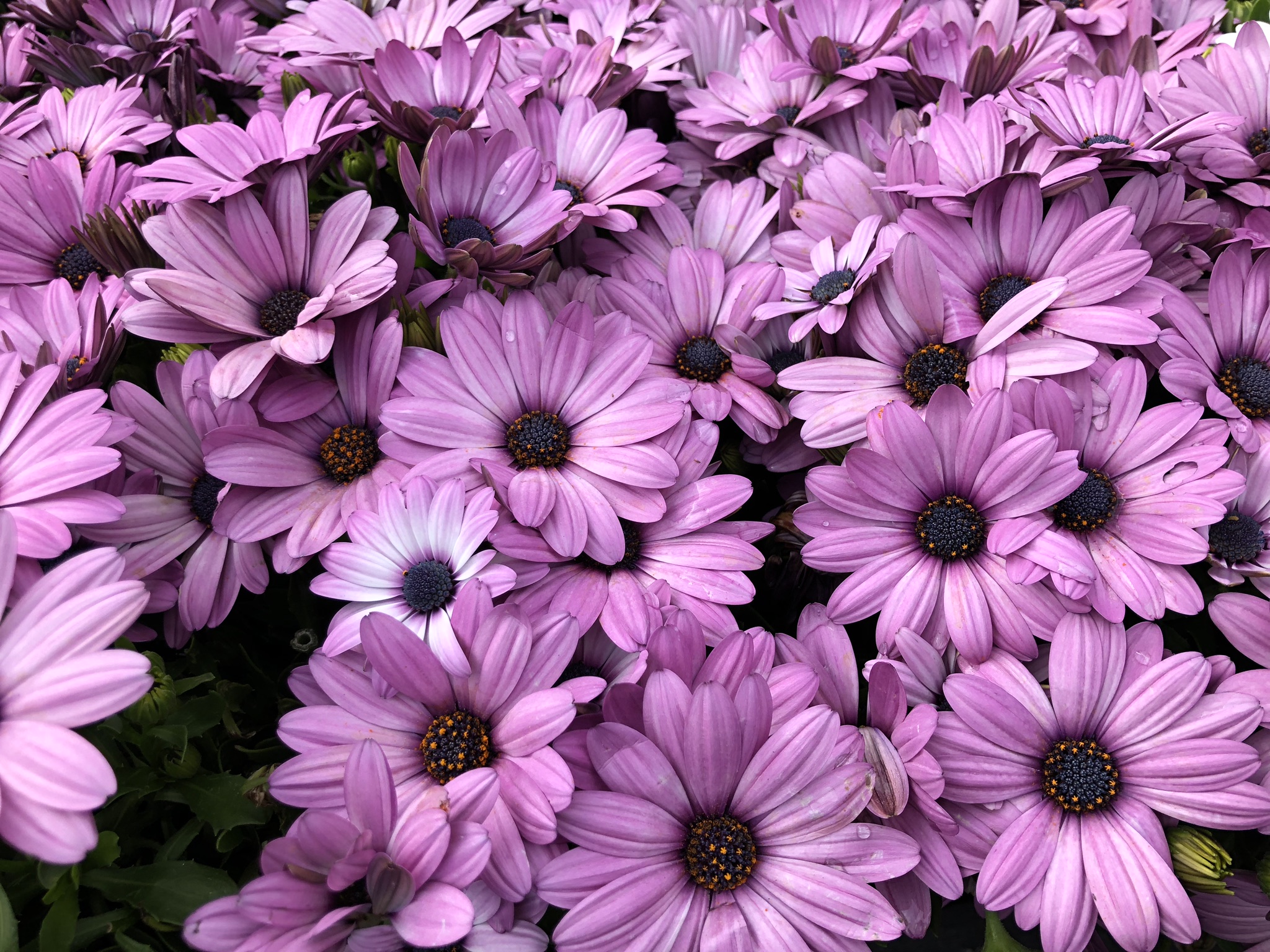 Joshua Kennon Purple Daisy Flowers Newport Beach 2019