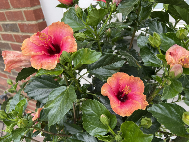 Flowers-in-the-Backyard-Spring-2024